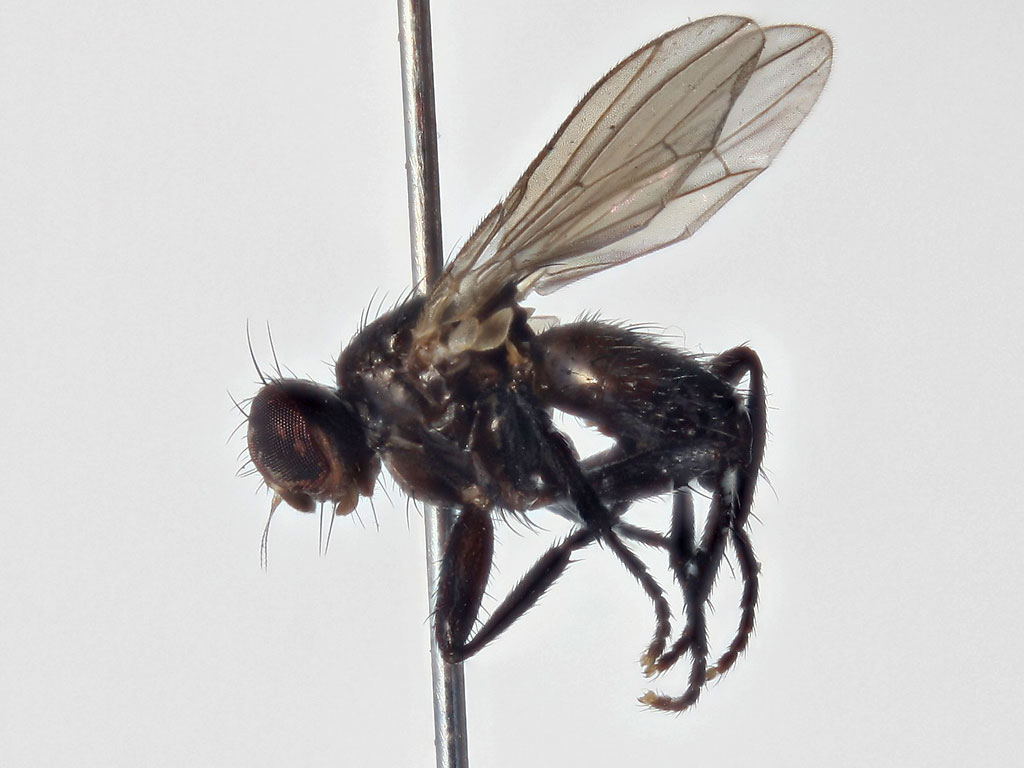 tachinidae.org.uk/blog/wp-content/uploads/Cinochira-atra-female-lateral-2011-10-20-16.01.06-ZS-PMax.jpg