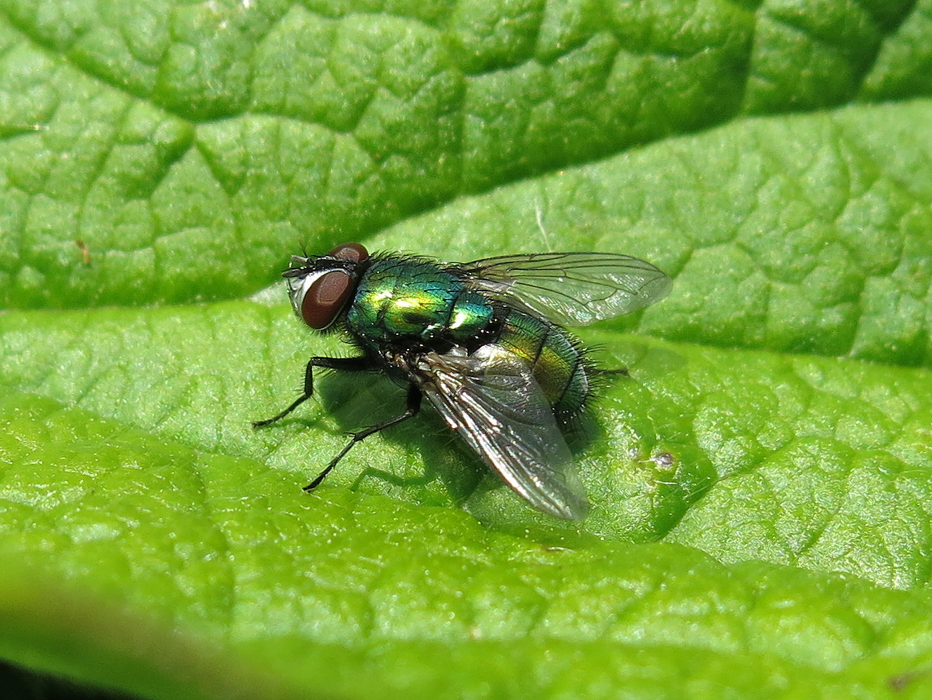 How to identify greenbottles in photos – Tachinid Recording Scheme